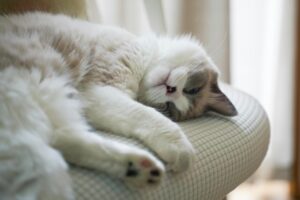 Корм для кошек Alleva Care Cat Allergocontrol