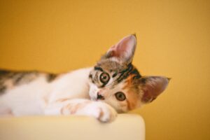 Почему у кота лезет шерсть? Основные причины и способы решения проблемы