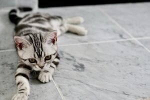 Что делать, если кот орёт по ночам? Причины ночных концертов и способы их прекратить