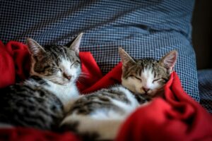 Как растут котята с рождения: этапы развития и важные моменты ухода
