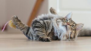 Как отучить кошку драть обои? Эффективные методы и полезные советы