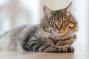 Сколько лет живут кастрированные коты?