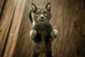 Можно ли кошкам давать рыбу: мифы и факты о рационе любимцев