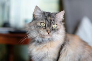 Когда нужен гипоаллергенный сухой корм для кошек?